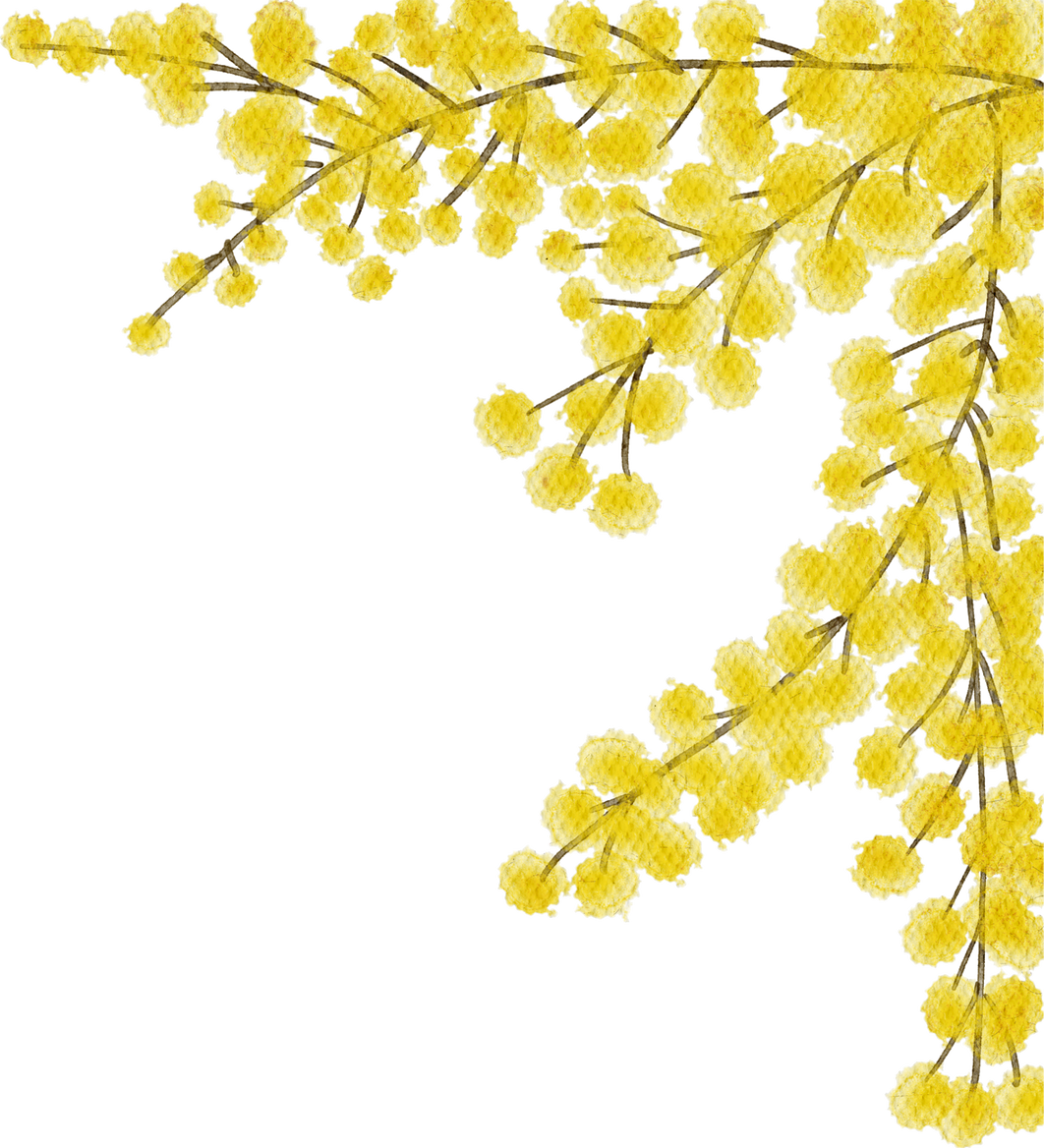 Mimosa yellow spring flowers set, Watercolor